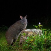 Thỏ Amami - “hóa thạch sống” ở tỉnh Kagoshima
